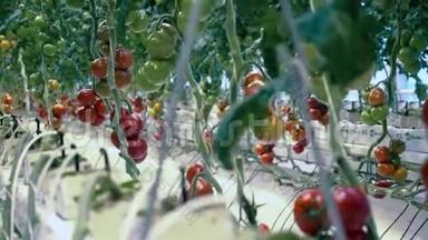 温室里新鲜成熟的西红柿。 种植红、绿西红柿的绿化设备
